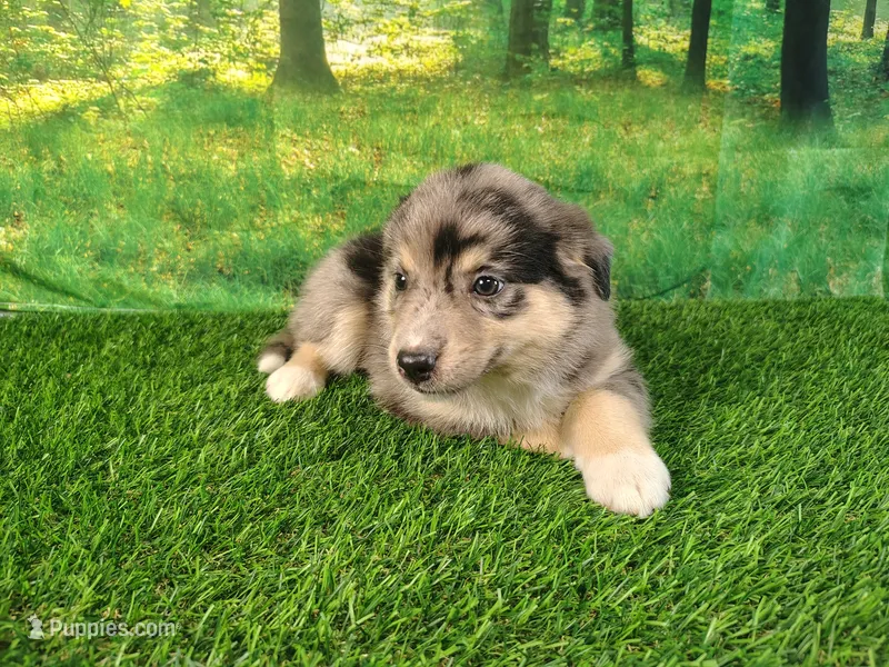 Tia – American Bulldog, Australian Shepherd puppy for sale in Fort Wayne, IN