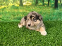 Tia, a female American Bulldog and Australian Shepherd for sale in Fort Wayne, IN – 1 of 3