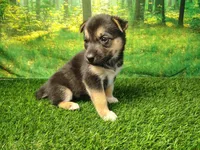 Yasmine, a female German Shepherd Dog and Siberian Husky for sale in Fort Wayne, IN – 4 of 4