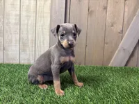 Sadie, a female Miniature Pinscher for sale in Fort Wayne, IN – 7 of 7