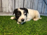 Aria, a female Australian Cattle Dog and Labrador Retriever for sale in Fort Wayne, IN – Photo 2 of 3