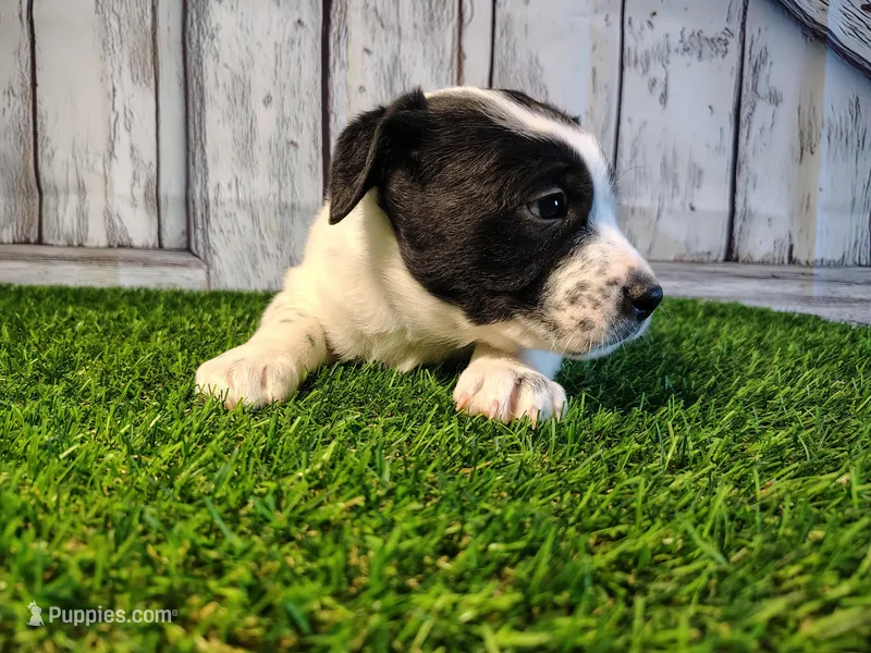 Aria – Australian Cattle Dog, Labrador Retriever puppy for sale in Fort Wayne, IN