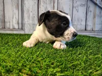Aria, a female Australian Cattle Dog and Labrador Retriever for sale in Fort Wayne, IN – Photo 1 of 3