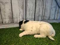 Aria, a female Australian Cattle Dog and Labrador Retriever for sale in Fort Wayne, IN – Photo 3 of 3