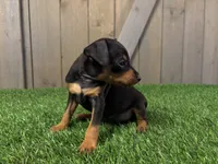 Sully, a male Miniature Pinscher for sale in Fort Wayne, IN – 2 of 5