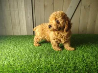 Jill , a female Poodle - Toy  for sale in Fort Wayne, IN – 5 of 6