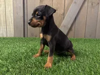 Sully, a male Miniature Pinscher for sale in Fort Wayne, IN – 3 of 5
