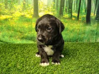 Nash, a male Golden Retriever and Labrador Retriever for sale in Fort Wayne, IN – 2 of 4