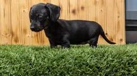 Lettie, a female Miniature Dachshund for sale in Fort Wayne, IN – 3 of 3