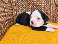 Lucas, a male Olde English Bulldogge for sale in Fort Wayne, IN – 1 of 1