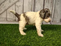 Duke, a male Miniature Goldendoodle for sale in Fort Wayne, IN – 2 of 4