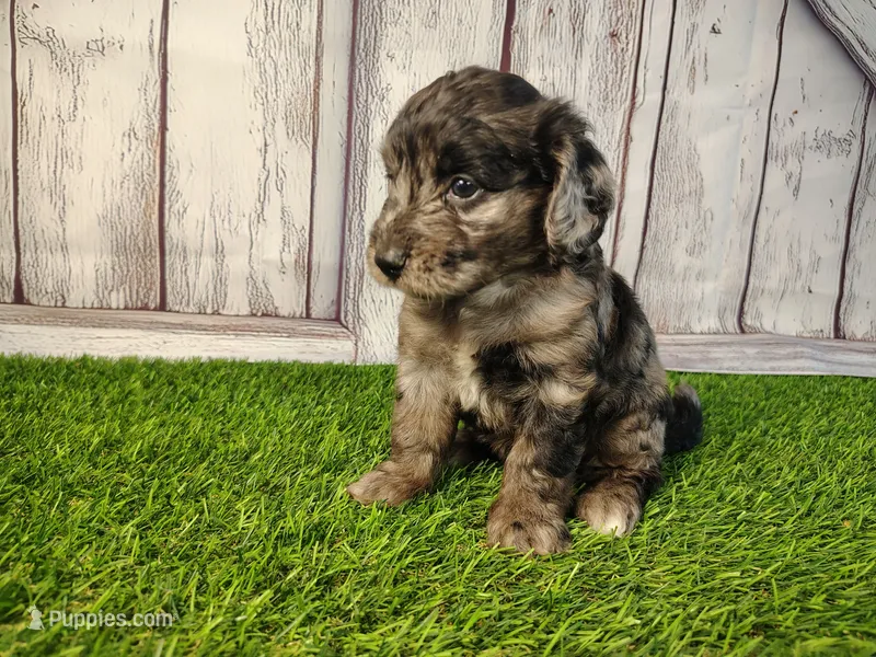 Daisy  – Miniature Goldendoodle puppy for sale in Fort Wayne, IN