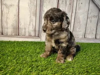 Daisy , a female Miniature Goldendoodle for sale in Fort Wayne, IN – 1 of 3