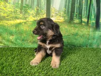 Tyson, a male American Bulldog and Australian Shepherd for sale in Fort Wayne, IN – 6 of 8