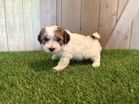 Jagger, a male Poodle - Toy  for sale in Fort Wayne, IN – 5 of 5