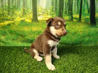 Yana, a female German Shepherd Dog and Siberian Husky for sale in Fort Wayne, IN – 3 of 5