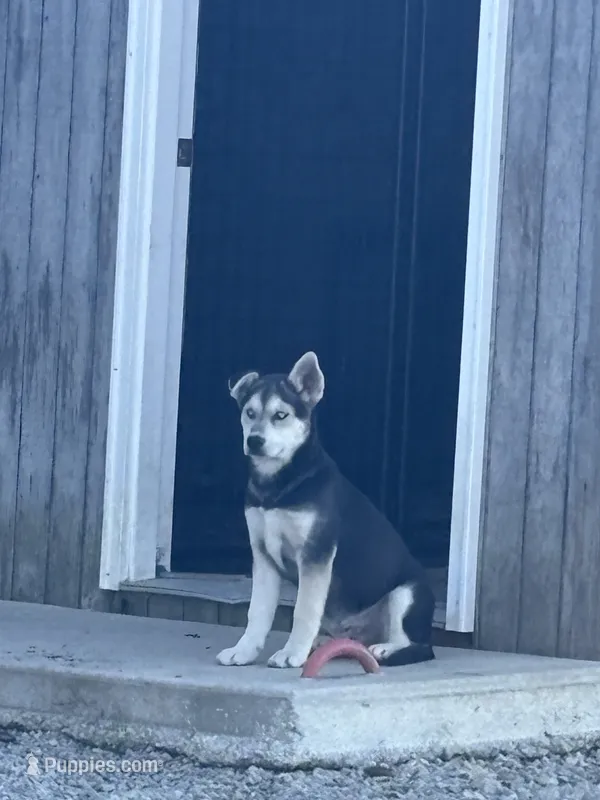 Yogi – German Shepherd Dog, Siberian Husky puppy for sale in Fort Wayne, IN