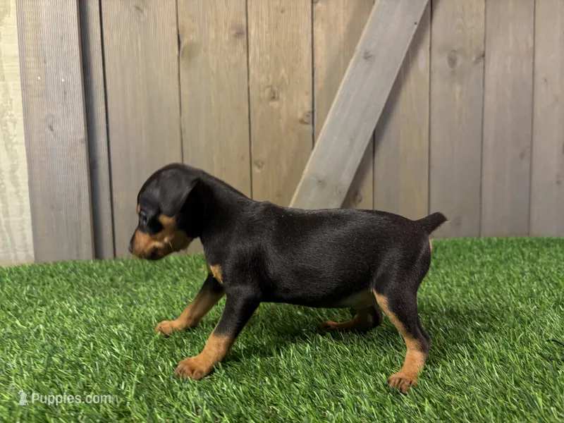 Sully – Miniature Pinscher puppy for sale in Fort Wayne, IN