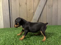 Sully, a male Miniature Pinscher for sale in Fort Wayne, IN – 1 of 5