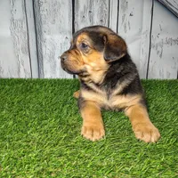 Everest, a male German Shepherd Dog and Labrador Retriever for sale in Fort Wayne, IN – Photo 3 of 5