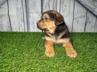 Everest, a male German Shepherd Dog and Labrador Retriever for sale in Fort Wayne, IN – Photo 3 of 5