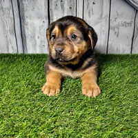 Everest, a male German Shepherd Dog and Labrador Retriever for sale in Fort Wayne, IN – Photo 1 of 5