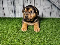 Everest, a male German Shepherd Dog and Labrador Retriever for sale in Fort Wayne, IN – Photo 1 of 5