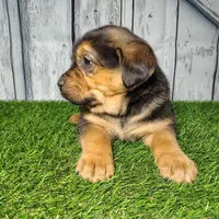 Everest, a male German Shepherd Dog and Labrador Retriever for sale in Fort Wayne, IN – Photo 2 of 5