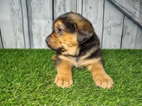 Everest, a male German Shepherd Dog and Labrador Retriever for sale in Fort Wayne, IN – Photo 2 of 5