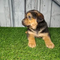 Everest, a male German Shepherd Dog and Labrador Retriever for sale in Fort Wayne, IN – Photo 5 of 5