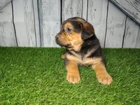 Everest, a male German Shepherd Dog and Labrador Retriever for sale in Fort Wayne, IN – Photo 5 of 5