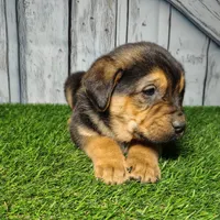 Everest, a male German Shepherd Dog and Labrador Retriever for sale in Fort Wayne, IN – Photo 4 of 5