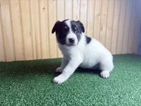 Sweetie , a female Australian Cattle Dog and Labrador Retriever for sale in Fort Wayne, IN – 4 of 4
