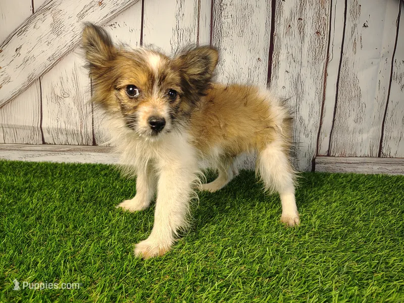 Loki – Pomeranian, Poodle - Miniature  puppy for sale in Fort Wayne, IN