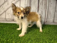 Loki, a male Pomeranian and Poodle - Miniature  for sale in Fort Wayne, IN – 1 of 5