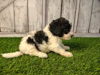 Dash , a male Miniature Goldendoodle for sale in Fort Wayne, IN – 3 of 4