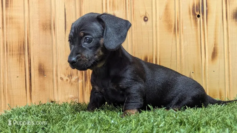 Lettie – Miniature Dachshund puppy for sale in Fort Wayne, IN