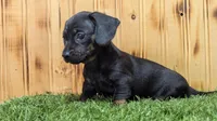 Lettie, a female Miniature Dachshund for sale in Fort Wayne, IN – 1 of 3