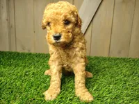 Levi, a male Poodle - Miniature  for sale in Fort Wayne, IN – 4 of 4