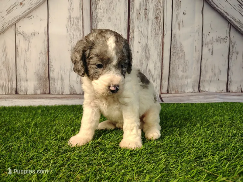 Duke – Miniature Goldendoodle puppy for sale in Fort Wayne, IN