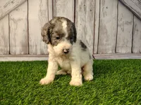 Duke, a male Miniature Goldendoodle for sale in Fort Wayne, IN – 1 of 4
