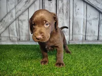 Sarge, a male Labrador Retriever for sale in Fort Wayne, IN – 2 of 3