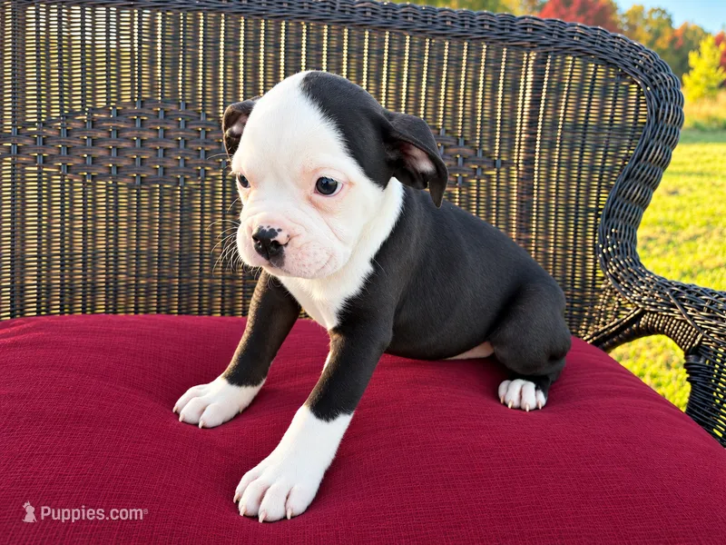 Lucas – Olde English Bulldogge puppy for sale in Fort Wayne, IN