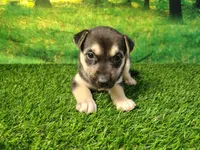 Yesenia , a female German Shepherd Dog and Siberian Husky for sale in Fort Wayne, IN – 3 of 3