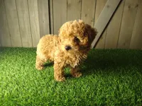 Jack, a male Poodle - Toy  for sale in Fort Wayne, IN – 4 of 6