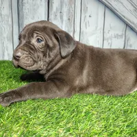 Echo, a male German Shepherd Dog and Labrador Retriever for sale in Fort Wayne, IN – Photo 1 of 3