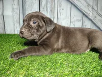 Echo, a male German Shepherd Dog and Labrador Retriever for sale in Fort Wayne, IN – Photo 1 of 3