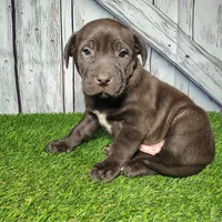 Echo, a male German Shepherd Dog and Labrador Retriever for sale in Fort Wayne, IN – Photo 3 of 3