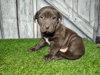 Echo, a male German Shepherd Dog and Labrador Retriever for sale in Fort Wayne, IN – Photo 3 of 3
