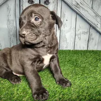 Echo, a male German Shepherd Dog and Labrador Retriever for sale in Fort Wayne, IN – Photo 2 of 3